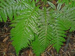 Blechnum fraseri. Weakly dimorphic fertile and sterile fronds.
 Image: L.R. Perrie © Leon Perrie CC BY-NC 3.0 NZ